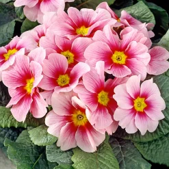 Castorama Primevère Assortiment Lot De 6