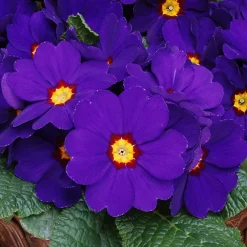 Castorama Primevère Bright Eyes 6 Pots