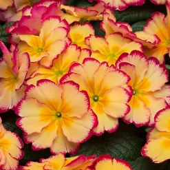 Castorama Primevère Rhubarbe Et Crème 6 Pots