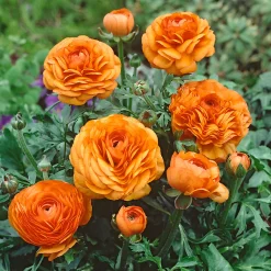 Castorama Renoncule Assortiment En Pot 13 Cm