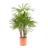 Castorama Rhapis 24cm -Castorama-Shop rhapis 24cm8720053842120 01c FR CF