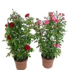Castorama Rosier Grimpant, Pot 5L