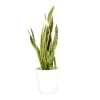 Castorama Sanseveria 21cm Avec Cache Pot Blanc -Castorama-Shop sanseveria 21cm avec cache pot blanc8720053841857 01c FR CF