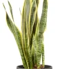 Castorama Sanseveria 21cm Avec Cache Pot Pierre -Castorama-Shop sanseveria 21cm avec cache pot pierre8720053841888 01c FR CF