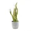 Castorama Sanseveria 21cm Avec Cache Pot Rayures Grises -Castorama-Shop sanseveria 21cm avec cache pot rayures grises8720053841871 01c FR CF
