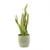 Castorama Sanseveria 21cm Avec Cache Pot Rayures Vertes -Castorama-Shop sanseveria 21cm avec cache pot rayures vertes8720053841864 01c FR CF