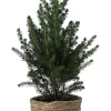 Castorama Sapin Avec Pot Naturel 14 Cm -Castorama-Shop sapin avec pot naturel 14 cm5059340138459 01c