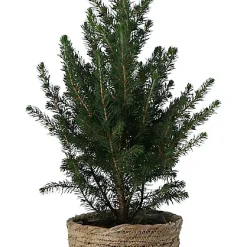 Castorama Sapin Avec Pot Naturel 14 Cm