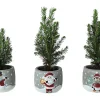 Castorama Sapin Avec Pot Noel 5,5 Cm -Castorama-Shop sapin avec pot noel 5 5 cm5059340138596 01c