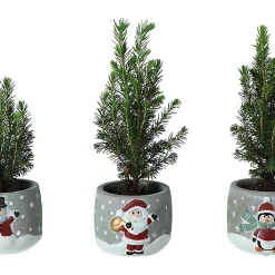 Castorama Sapin Avec Pot Noel 5,5 Cm