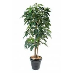 Castorama Schefflera Amata H.180 Cm