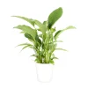 Castorama Spathiphyllum 21cm Avec Cache Pot Blanc -Castorama-Shop spathiphyllum 21cm avec cache pot blanc8720053841956 01c FR CF