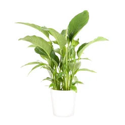 Castorama Spathiphyllum 21cm Avec Cache Pot Blanc