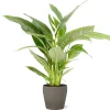 Castorama Spathiphyllum 21cm Avec Cache Pot Pierre