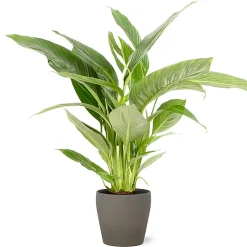 Castorama Spathiphyllum 21cm Avec Cache Pot Pierre