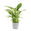 Castorama Spathiphyllum 21cm Avec Cache Pot Rayures Grises