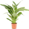 Castorama Spathiphyllum 21cm -Castorama-Shop spathiphyllum 21cm8720053841949 01c FR CF