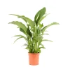 Castorama Spathiphyllum 24cm -Castorama-Shop spathiphyllum 24cm8720053842137 01c FR CF
