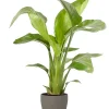 Castorama Strelitzia 21cm Avec Cache Pot Pierre -Castorama-Shop strelitzia 21cm avec cache pot pierre8720053841383 01c FR CF