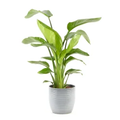 Castorama Strelitzia 21cm Avec Cache Pot Rayures Grises