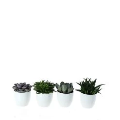 Castorama Succulente 12cm Avec Pot Blanc (x 4)