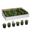 Castorama Succulente Artificiel En Pot Vert 6 Assorti ø7 X H.11 Cm -Castorama-Shop succulente artificiel en pot vert 6 assorti 7 x h 11 cm8718861260519 01c FR CF