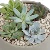 Castorama Succulente, Jardinière Ronde 20cm -Castorama-Shop succulente jardiniere ronde 20cm5059340052663 01c