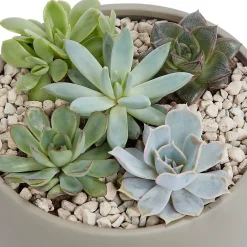 Castorama Succulente, Jardinière Ronde 20cm