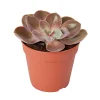 Castorama Succulente « Perle De Nuremberg » 12cm -Castorama-Shop succulente perle de nuremberg 12cm5059340052533 01c