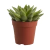 Castorama Succulente « Rouge à Lèvres » 12cm -Castorama-Shop succulente rouge a levres 12cm5059340052526 02c
