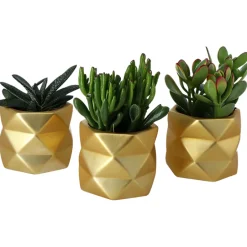 Castorama Succulentes Avec Pot En Céramique 9 Cm