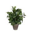 Castorama Syngonium Vert Artificiel ø25 X H.35 Cm En Pot Stan Gris ø11,5 Cm -Castorama-Shop syngonium vert artificiel 25 x h 35 cm en pot stan gris 11 5 cm8712293660572 01c FR CF