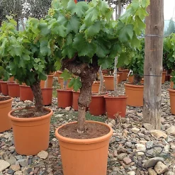 Castorama Vigne à Raisin Vitis Vinifera H.200 Cm