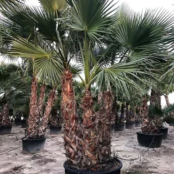 Castorama Washingtonia Robusta 3 4 Stipe 160L