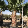 Castorama Washingtonia Robusta Stipe 200-250cm 130L -Castorama-Shop washingtonia robusta stipe 200 250cm 130l8436565890732 01c FR CF