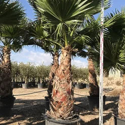 Castorama Washingtonia Robusta Stipe 200-250cm 130L