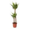 Castorama Yucca 2 Troncs, 24cm -Castorama-Shop yucca 2 troncs 24cm5059340051895 01c