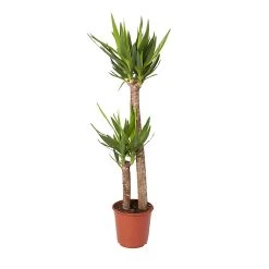 Castorama Yucca 2 Troncs, 24cm