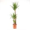 Castorama Yucca 3B 24cm -Castorama-Shop yucca 3b 24cm8720053842090 01c FR CF