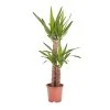 Castorama Yucca Moyen, 19cm 1 Castorama Yucca Moyen, 19cm -Castorama-Shop yucca moyen 19cm5059340052953 01c