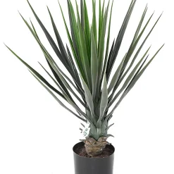 Castorama Yucca Rostrata Artificiel H.60 Cm