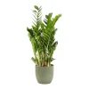 Castorama Zamioculas 21cm Avec Cache Pot Rayures Vertes -Castorama-Shop zamioculas 21cm avec cache pot rayures vertes8720053841567 01c FR CF