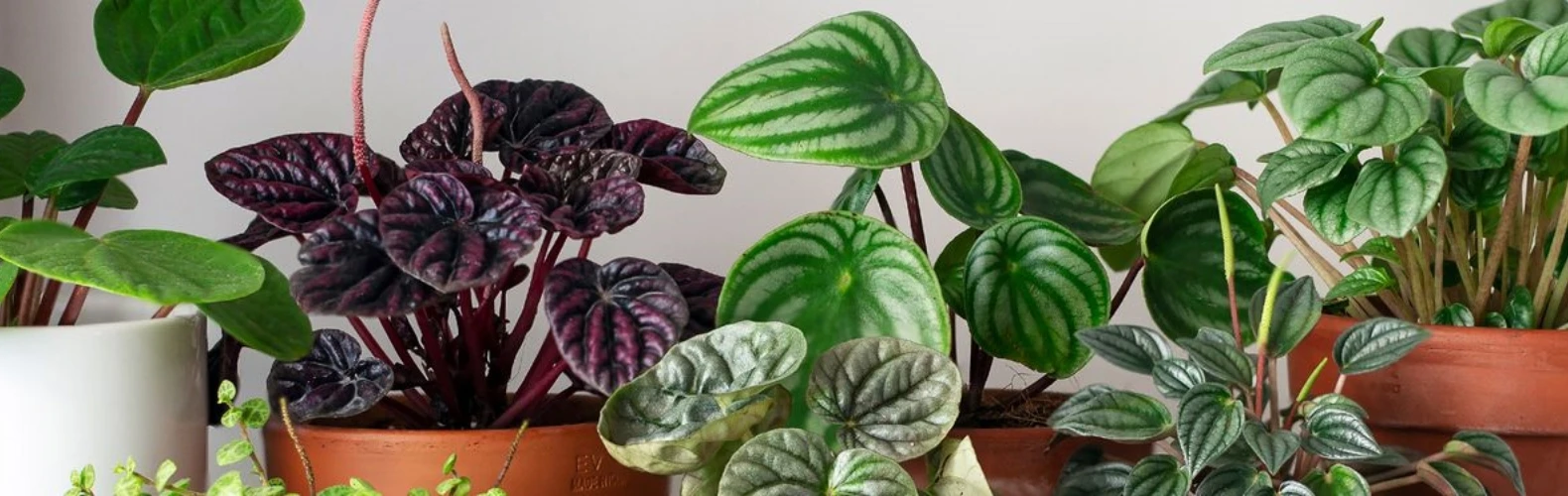 Castorama-Shop -Castorama-Shop 7.2 副本